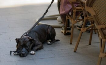 Dog sitting beside a table at a pet-friendly café in Lahore