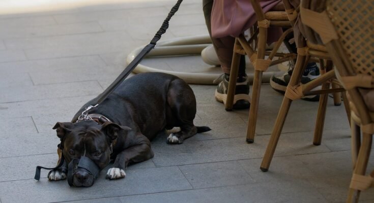 Dog sitting beside a table at a pet-friendly café in Lahore