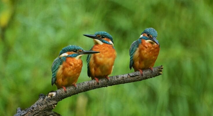 Colorful bird sitting on a tree branch near water in Lahore.